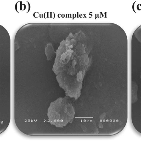 2d And 3d Plots Of The Interactions Of Cu Ii Complex With The Active Download Scientific