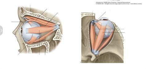 Eye Muscles Diagram | Quizlet