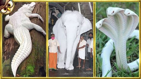 Rare Albino Animals: A Fascinating Look at Nature's Unique Creations