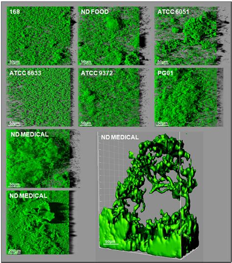 Three Dimensional Biofilm Structures Obtained With The Seven B Subtilis