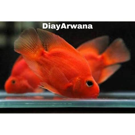 jual ikan perot shopee indonesia
