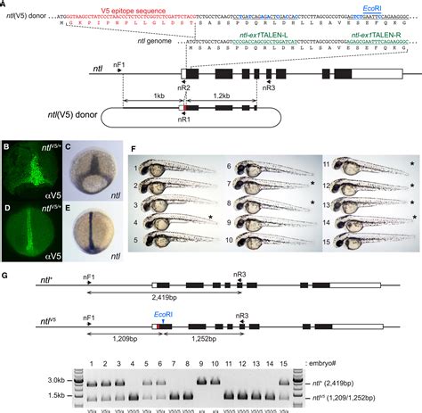 Precise Editing Of The Zebrafish Genome Made Simple And Efficient