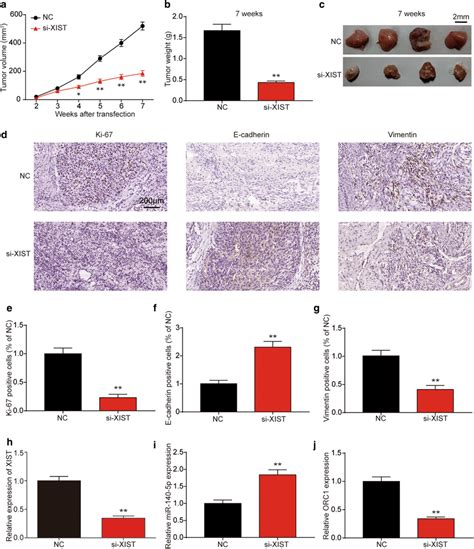 Lncrna Xist Inhibition Suppressed Tumor Growth In Vivo A Tumor Growth