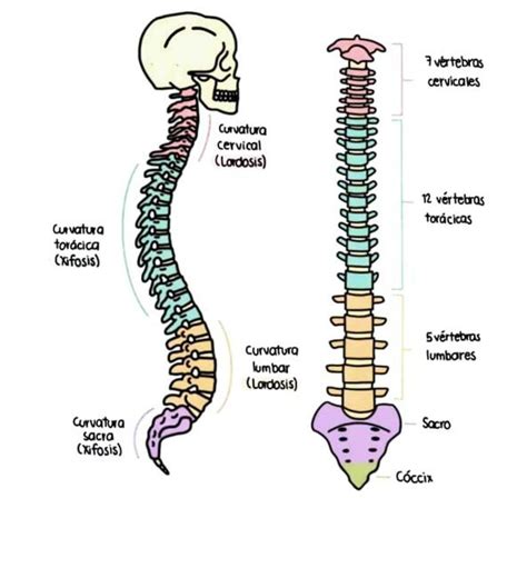 Columna Vertebral Angie Santacruz UDocz