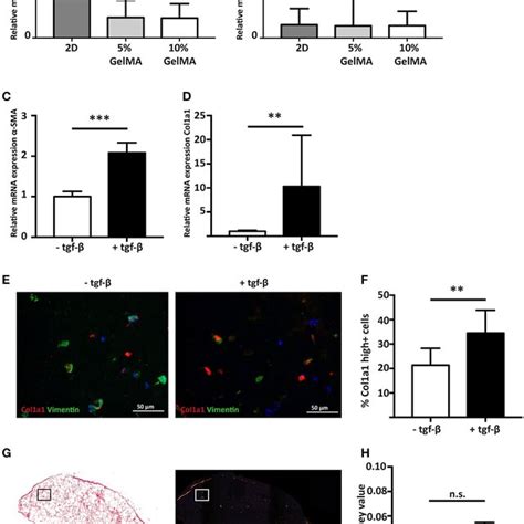 Cardiac Progenitor Cells Attenuate The Cardiac Fibroblast Mediated