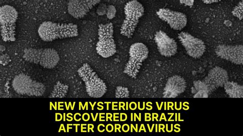 A New Mysterious Virus Discovered In Brazil After Coronavirus Youtube