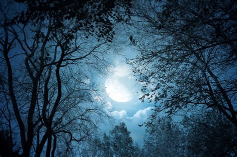 Forest Moonlight Moon Night Trees Fantasy Art Clouds Dark Hd Wallpaper Rare Gallery