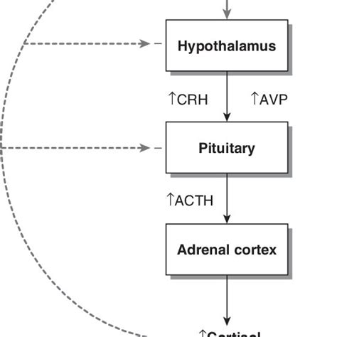 1 Schematic Overview Of The Hypothalamic Pituitary Adrenocortical Hpa