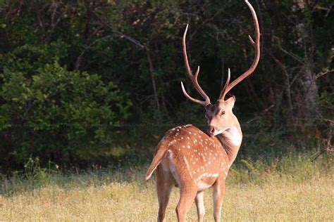 Colombo Safari d après midi dans le parc national de Wilpattu au