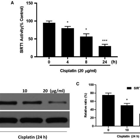 The Effect Of Cisplatin On The Activation Of SIRT1 In HK2 Cells A