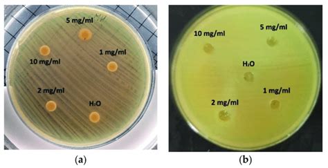 Antimicrobial Activity Of Ch Against S Aureus A Disc Diffusion Download Scientific Diagram