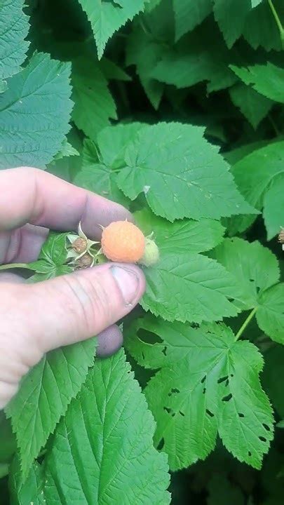 Picking Some Big Fall Gold Raspberries 🙂 Youtube