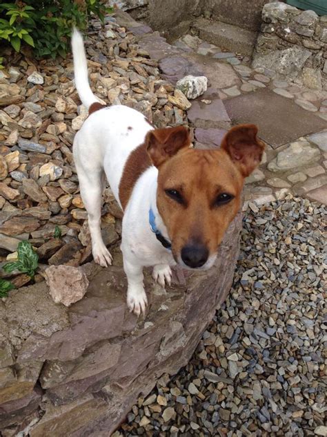 Captain The Mini Jack Russell Needs A New Home Dawg