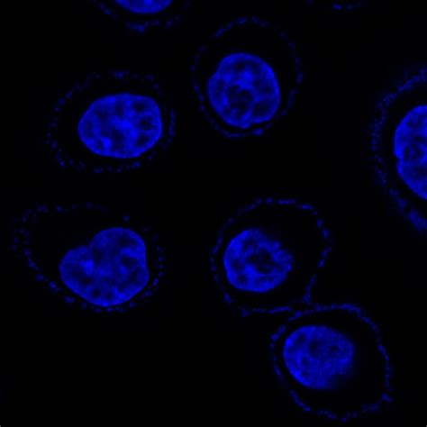 Has anyone dealt with nonspecific Hoechst staining on the cell surface ...