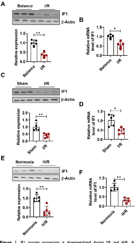 Figure 1 From Atpase Inhibitory Factor 1 Protects The Heart From Acute