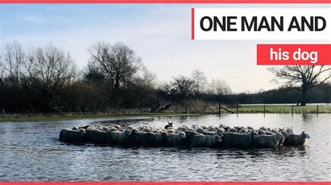 Sheepdogs Swim Through Flood Water To Round Up 80 Sheep In Danger Of