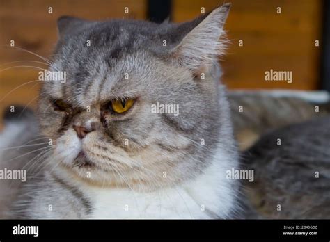 Serious Cat Look Sad Portrait Close Up Background Stock Photo Alamy