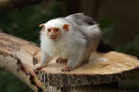 Silvery marmoset - Alchetron, The Free Social Encyclopedia