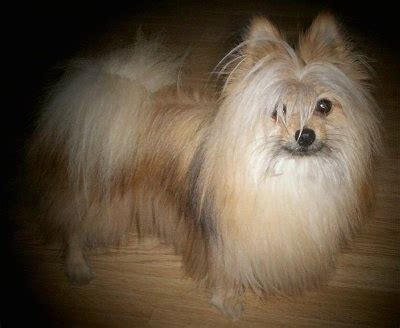 Pomeranian Maltese Mix