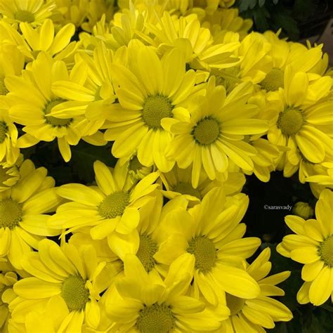 Pingl Sur Daisies Zinnias Sunflower