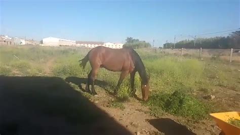 "Es una picadura muy dolorosa": las temibles consecuencias de la plaga ...