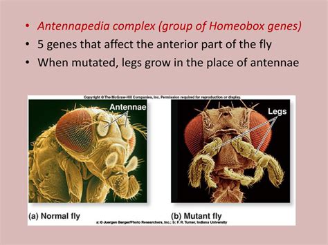 Ppt Homeobox Genes Powerpoint Presentation Free Download Id 2129427