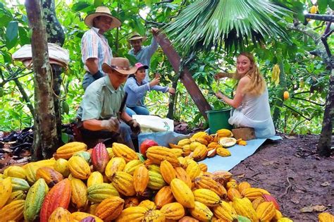 Tour Privado Tour Del Cacao Cultivos Bucaramanga Viator