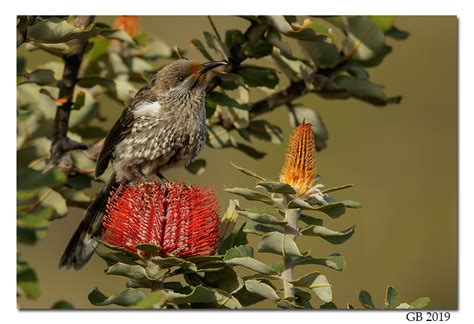 WESTERN WATTLEBIRD