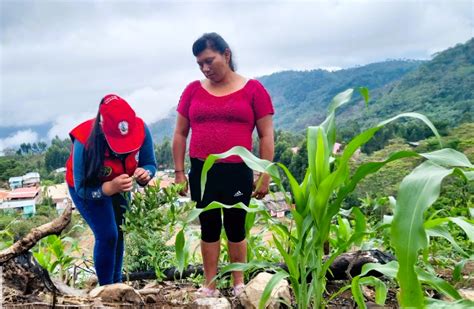 Dra Ayacucho Impulsa El Manejo Integrado De Las Plagas Y Enfermedades