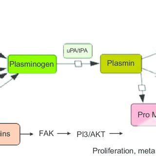 Comparison between different plasminogen receptors in terms of ...