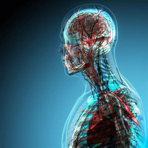 Anatomy and Physiology Course | Learn Online - Centre Of Excellence