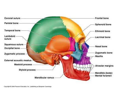 Dentaltown - Where The Dental Community Lives® | Anatomy bones, Facial ...