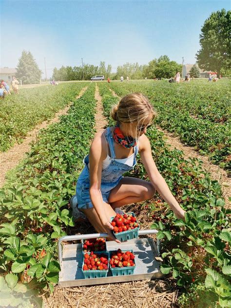 strawberry picking | Strawberry picking photography, Strawberry picking ...