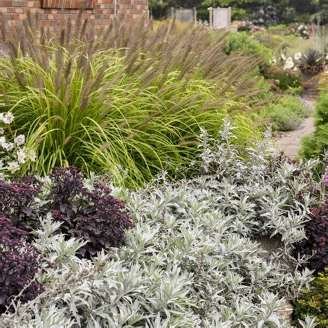 Artemisia Silver Lining Ppaf Cpbraf Walters Gardens Inc