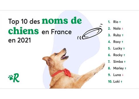 Voici les noms de chiens les plus populaires cette année Fun Radio