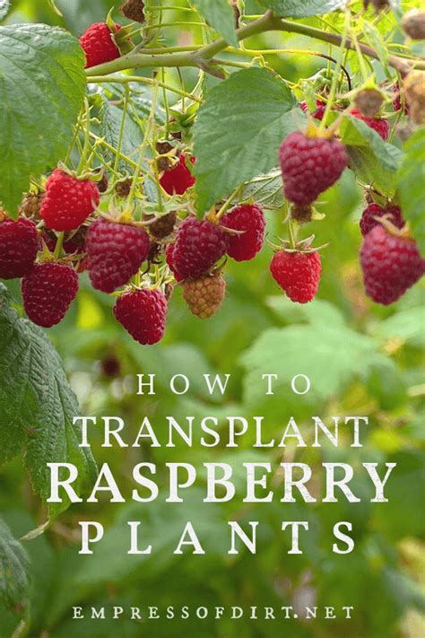 How To Maintain A Raspberry Patch How To Prune Raspberry Plants Artofit