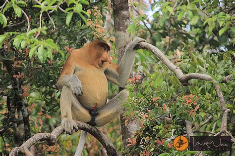 The Indigenous “Big Nose Monkey” in Borneo - orangutanapplause.com