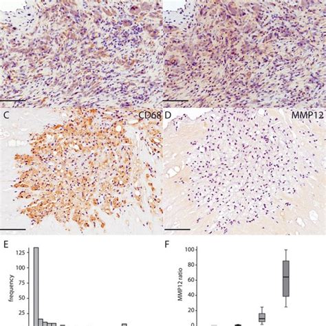 Immunohistochemical Staining For A Cleaved Caspase 3 Cc3 B