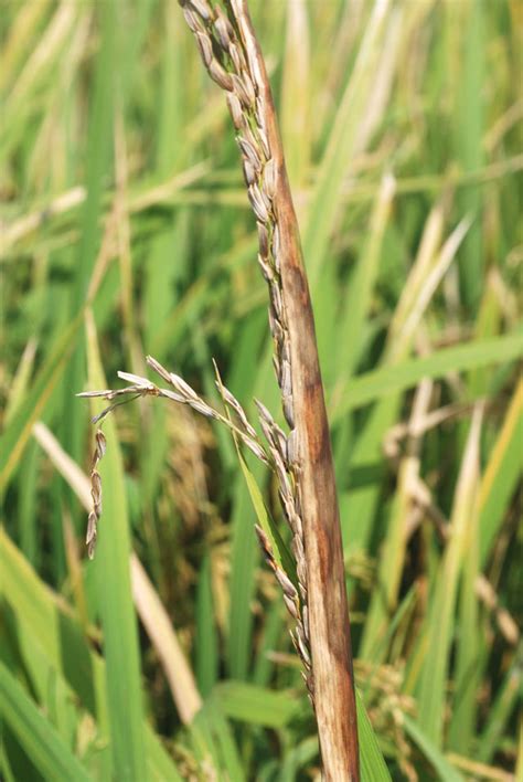 Sheath Rot Irri Rice Knowledge Bank