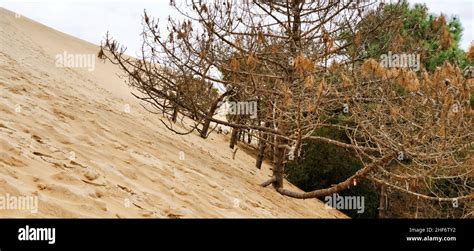 Buried Pine Trees On The Dune Du Pilat Also Grande Dune Du Pilat On