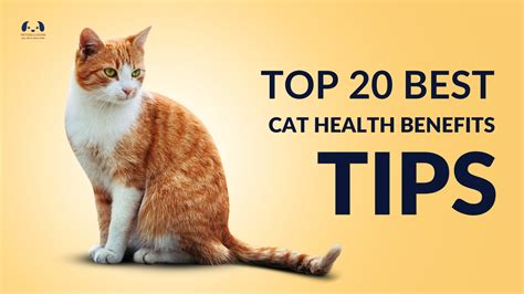 Top 20 Cat Health Benefits Tips For Indoor Cat