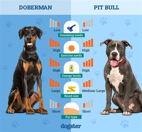 Doberman vs Pitbull: The Differences (With Pictures) – Dogster