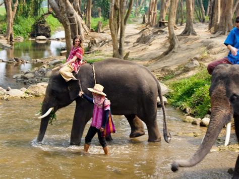 Santuarios De Elefantes En Chiang Mai Hellotickets