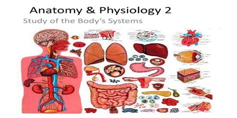 Anatomy And Physiology 2