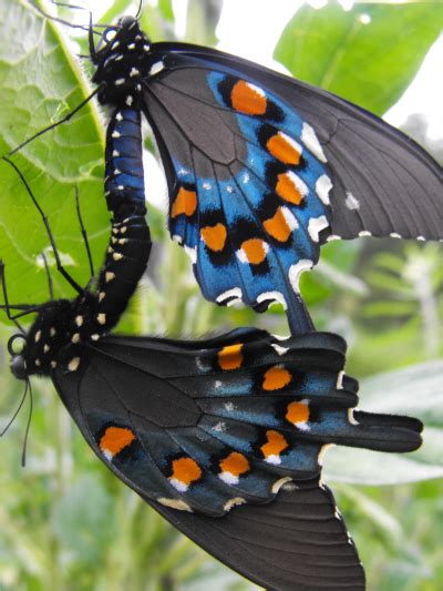 Pipevine Swallowtails Battus Philenor BugGuide Net