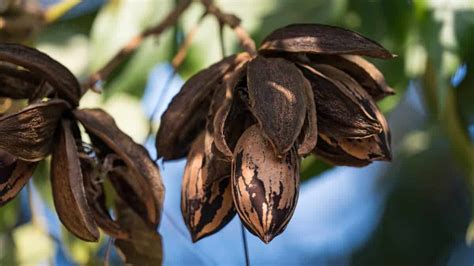 Heres How To Grow Pecan Trees From Cuttings Thriving Yard