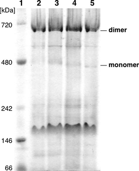 Analysis By Blue Native Polyacrylamide Gel Electrophoresis Of Download Scientific Diagram