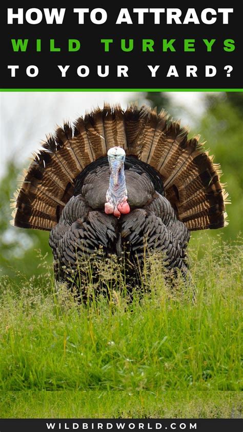 How To Attract Wild Turkeys To Your Yard Attract Wild Birds Wild