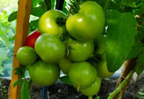 Томат Оля F1 – характеристика и описание сорта, фото, урожайность ...