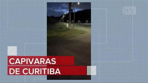 Grupo De Capivaras Flagrado Atravessando Rua Na Faixa De Pedestre Em